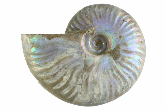 Silver Iridescent Ammonite (Cleoniceras) Fossil - Madagascar #346741